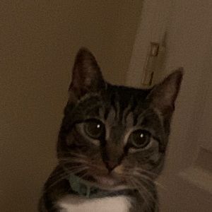 Meet your Posher, Gracie